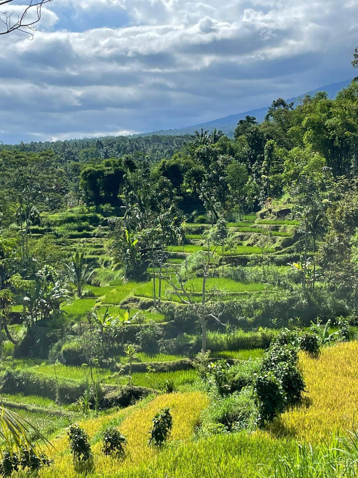 New Rinjani Homestay Tetebatu Extérieur photo