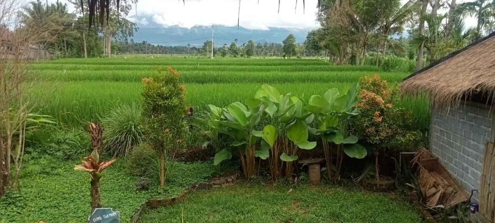 New Rinjani Homestay Tetebatu Chambre photo