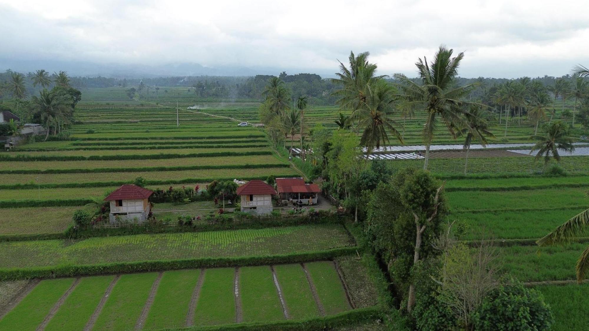 New Rinjani Homestay Tetebatu Extérieur photo
